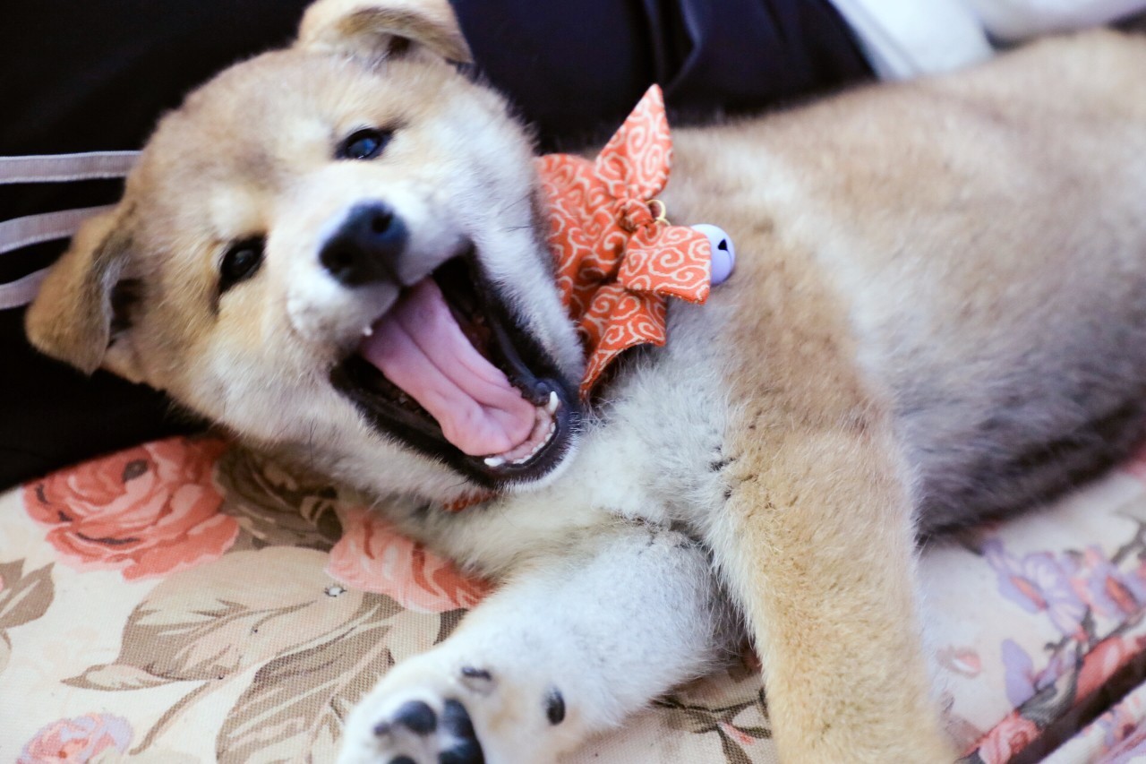 喜欢狗狗不隐藏感情_狗狗表达爱的方式_你想好怎么对她说