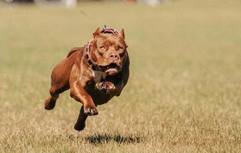 比特犬美国斗牛犬攻击性犬种_捷克狼犬禁养犬危险性犬种_美国恶霸犬和比特犬有什么区别