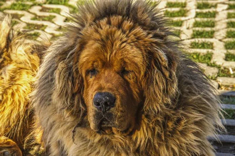 美国恶霸犬和比特犬有什么区别_比特犬美国斗牛犬攻击性犬种_捷克狼犬禁养犬危险性犬种