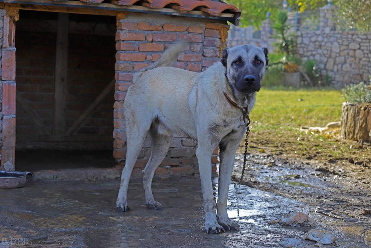 美国恶霸犬和比特犬有什么区别_最凶猛的狗排名_凶猛犬种介绍
