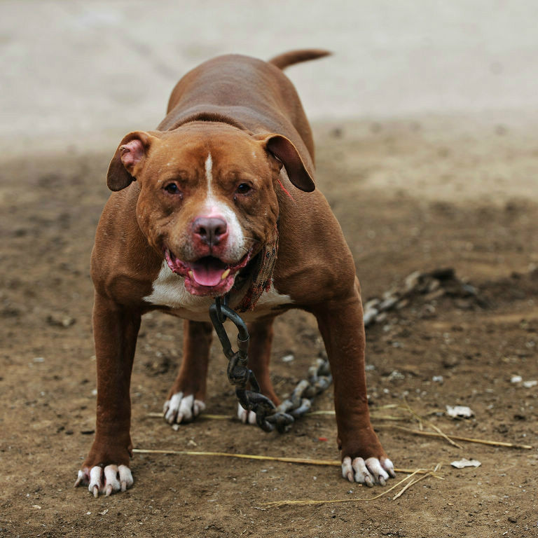 American Pit Bull Terrier_Staffordshire Bull Terrier_美国恶霸犬和比特犬有什么区别