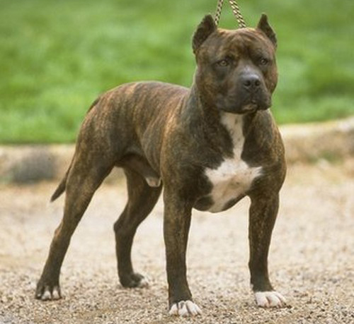 Staffordshire Bull Terrier_American Pit Bull Terrier_美国恶霸犬和比特犬有什么区别