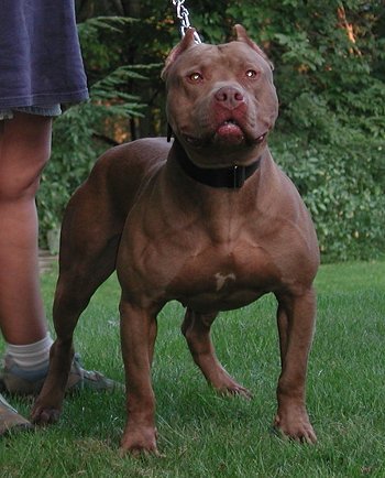 Staffordshire Bull Terrier_American Pit Bull Terrier_美国恶霸犬和比特犬有什么区别