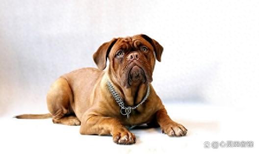 美国恶霸犬和比特犬有什么区别_最凶猛犬种介绍_世界十大凶犬排名