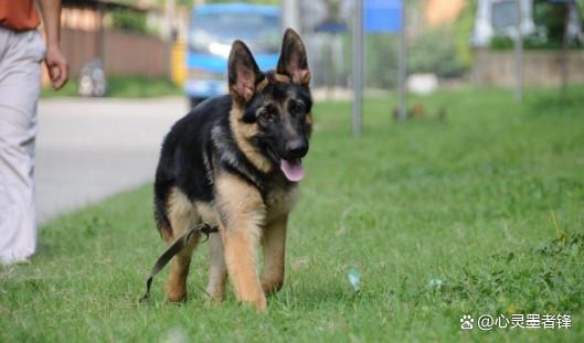 最凶猛犬种介绍_美国恶霸犬和比特犬有什么区别_世界十大凶犬排名