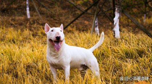 美国恶霸犬和比特犬有什么区别_世界十大凶犬排名_最凶猛犬种介绍