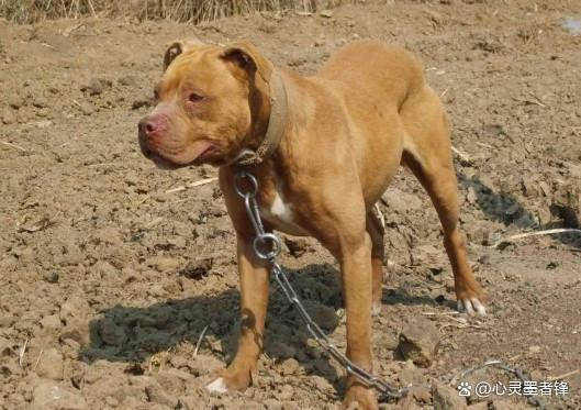 世界十大凶犬排名_最凶猛犬种介绍_美国恶霸犬和比特犬有什么区别