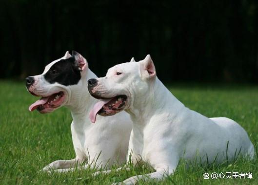 世界十大凶犬排名_最凶猛犬种介绍_美国恶霸犬和比特犬有什么区别