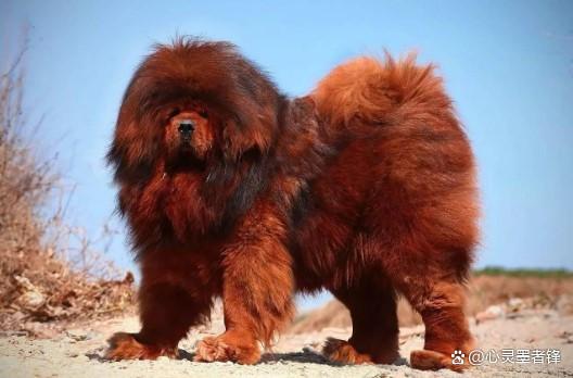 最凶猛犬种介绍_美国恶霸犬和比特犬有什么区别_世界十大凶犬排名