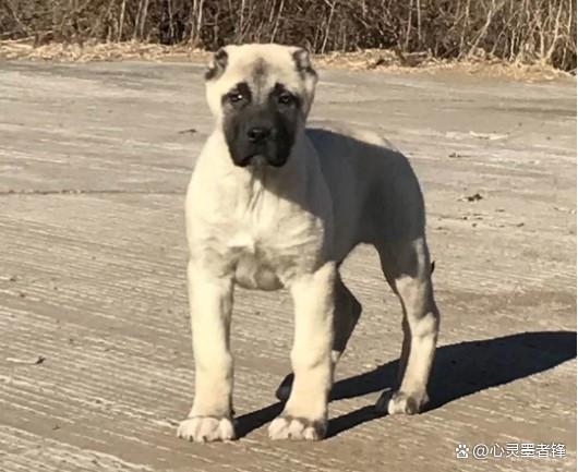 美国恶霸犬和比特犬有什么区别_世界十大凶犬排名_最凶猛犬种介绍