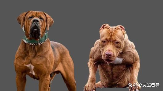 世界十大凶犬排名_最凶猛犬种介绍_美国恶霸犬和比特犬有什么区别
