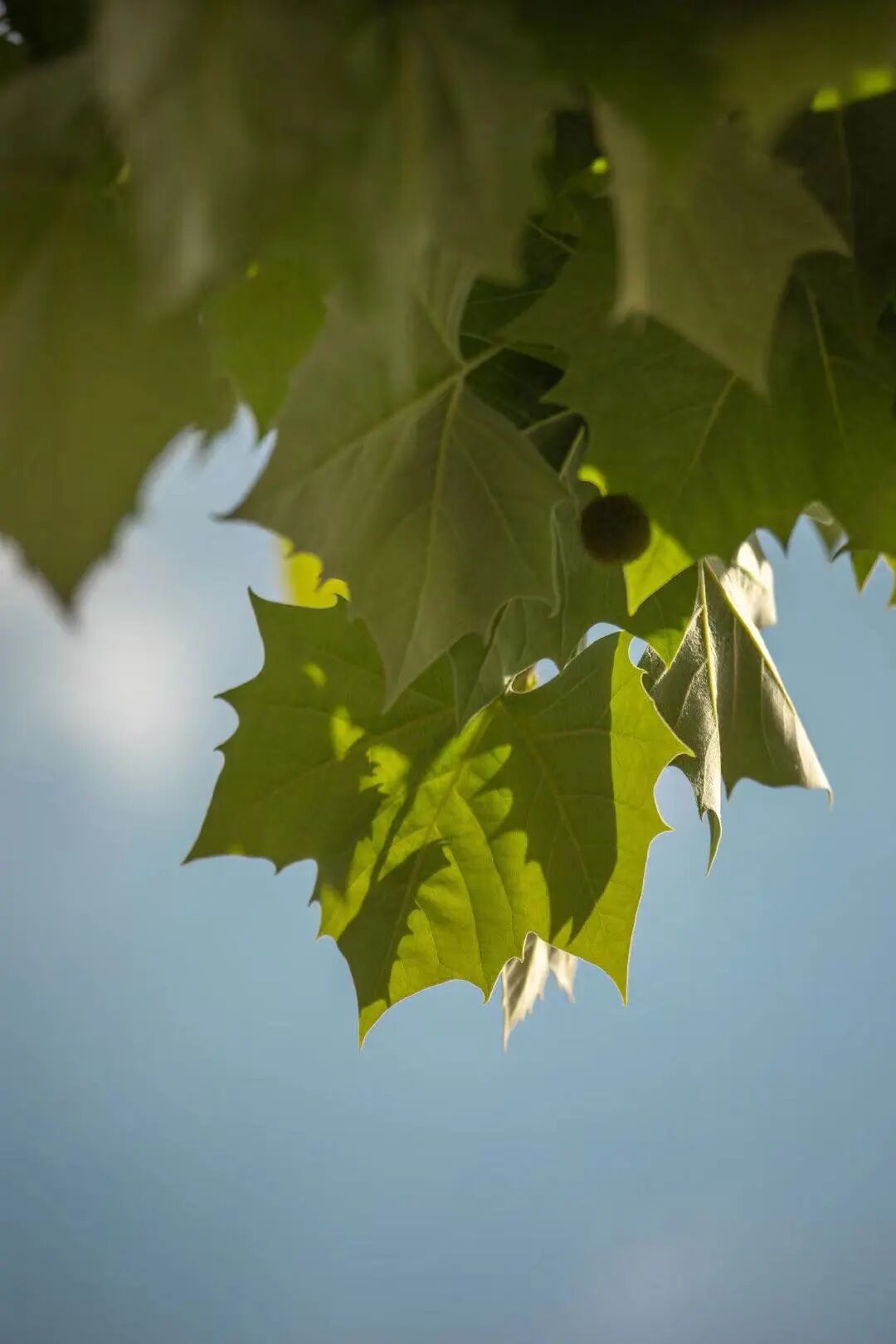 金牛座和双鱼座合得来_双鱼男跟什么星座最配_狮子座和双鱼座匹配