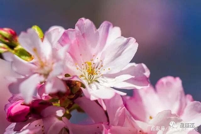 巨蟹座与双鱼座配对分析_巨蟹座最佳配对星座_巨蟹星座文字图片