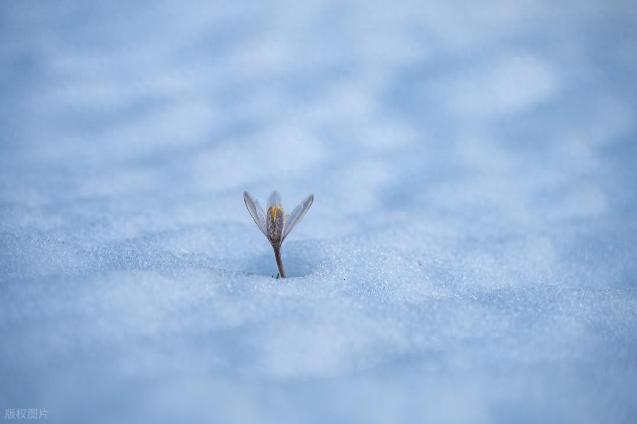 月亮天蝎的爱：热烈深情，分手也不舍遗忘芊诺星座芊诺星座网