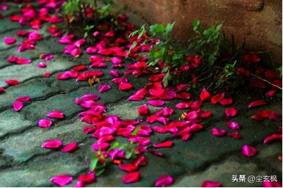 苏轼蝶恋花伤春意境_苏轼蝶恋花春景赏析_蝶恋花柳永赏析情感