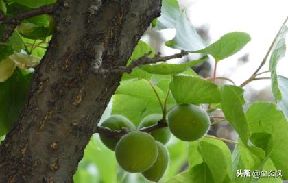 蝶恋花柳永赏析情感_苏轼蝶恋花春景赏析_苏轼蝶恋花伤春意境