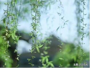 蝶恋花柳永赏析情感_苏轼蝶恋花伤春意境_苏轼蝶恋花春景赏析